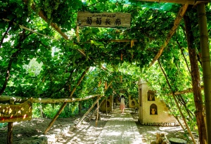 Grape Vally.jpg Grape Vally.jpg